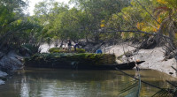 Sundarban ecosystem in decay due to salinity, climate change